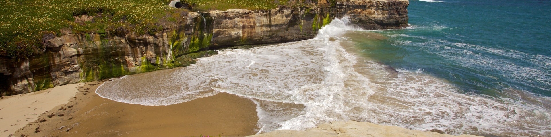 Santa Cruz featuring general coastal views, flowers and a beach