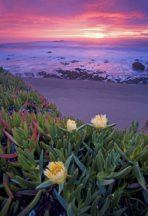 Una playa con plantas verdes y flores amarillas en primer plano, y una puesta de sol sobre el océano.