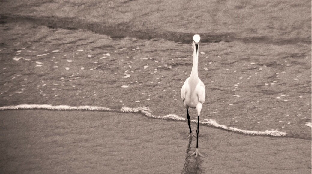 The wildlife on Seabright Beach is just as curious as I am! #nature