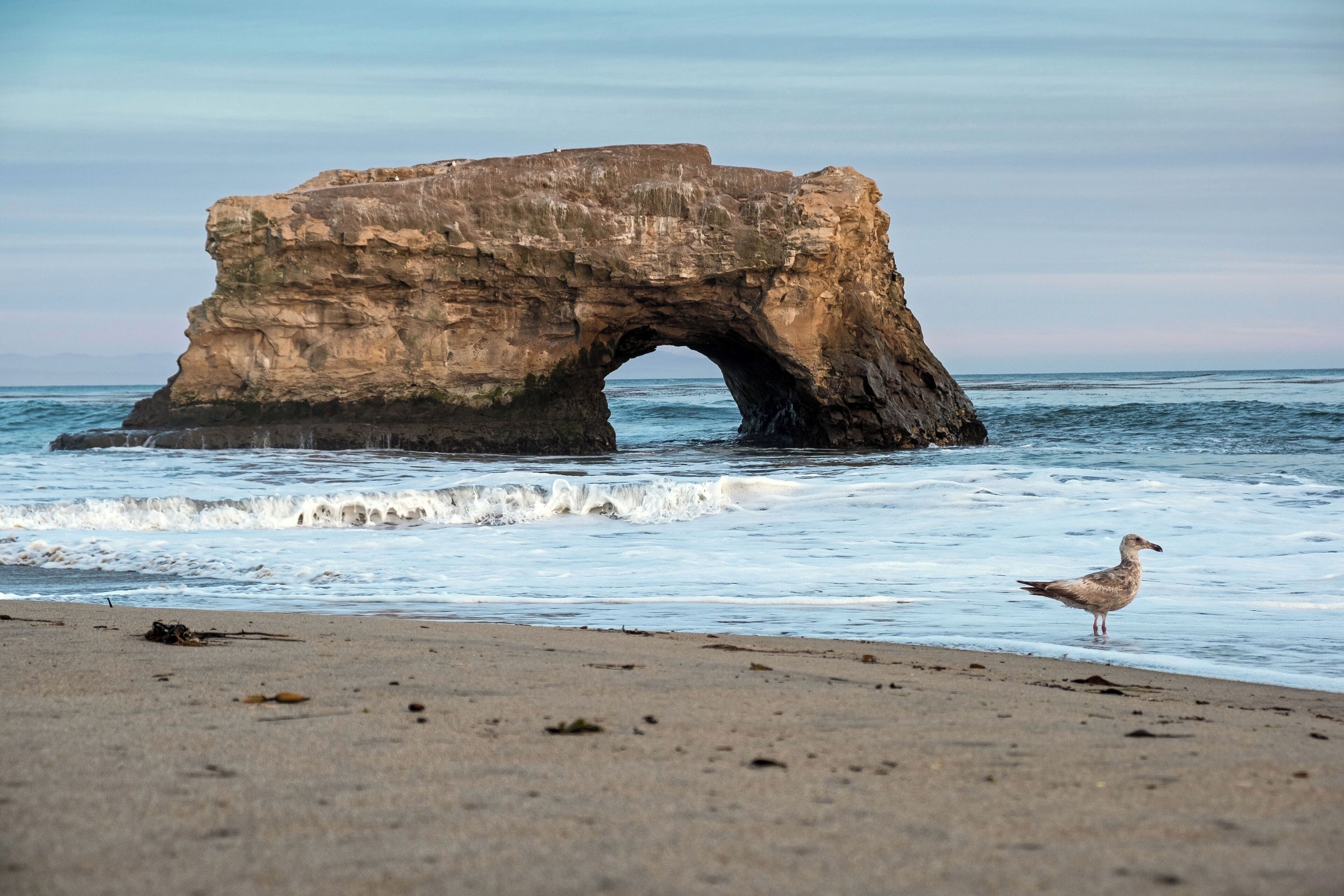 This is a small state park at the northern end of Santa Cruz' scenic West Cliff Drive and a little over a mile from the Boardwalk, wharf and Main Beach.  A couple of times a year you can see Monarch butterflies during their migration. They are not in the numbers of years past, but you'll still see some.

If you walk north towards the rocks during low tide you will find some amazing tidepools full of sea anenomes, sea urchins, starfish, crabs, hermit crabs, and all sorts of marine life. The tidepools are on a ledge, so the tide needs to be quite high (>4 ft?) to reach them.

The beach is absolutely stunning at sunset.

#localsecrets