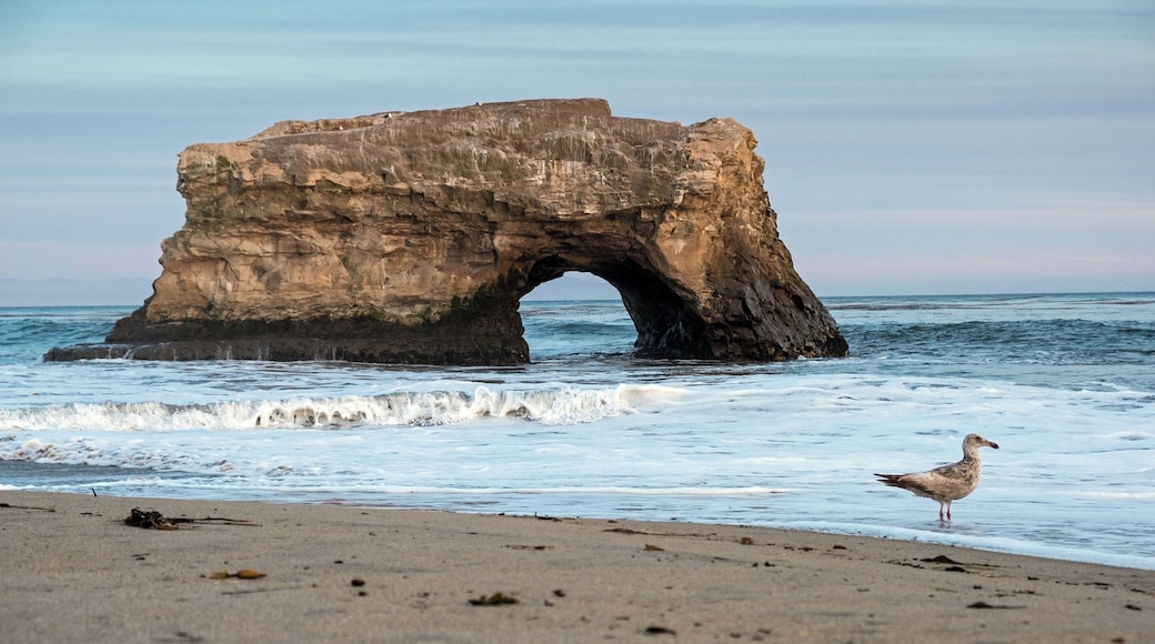 This is a small state park at the northern end of Santa Cruz' scenic West Cliff Drive and a little over a mile from the Boardwalk, wharf and Main Beach. A couple of times a year you can see Monarch butterflies during their migration. They are not in the numbers of years past, but you'll still see some.
If you walk north towards the rocks during low tide you will find some amazing tidepools full of sea anenomes, sea urchins, starfish, crabs, hermit crabs, and all sorts of marine life. The tidepools are on a ledge, so the tide needs to be quite high (>4 ft?) to reach them.
The beach is absolutely stunning at sunset.
#localsecrets