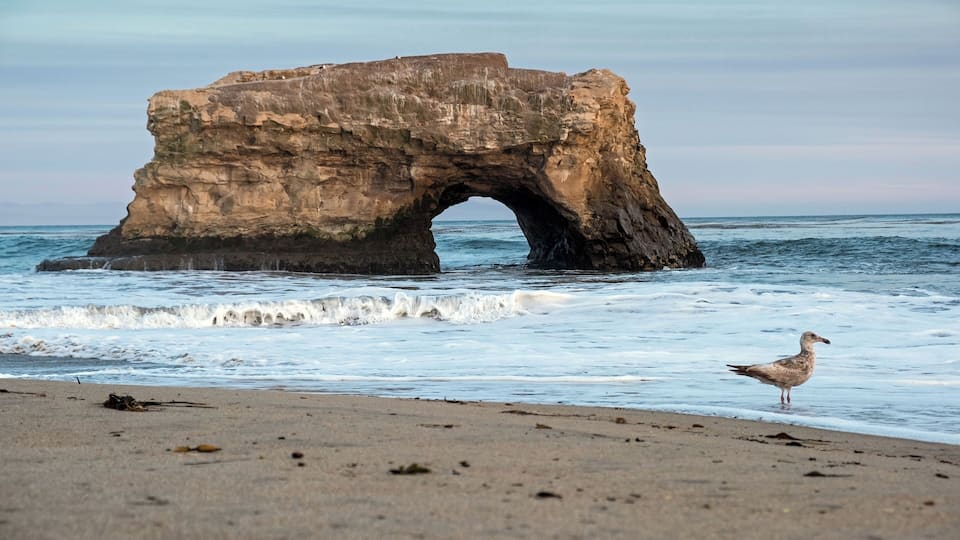 This is a small state park at the northern end of Santa Cruz' scenic West Cliff Drive and a little over a mile from the Boardwalk, wharf and Main Beach. A couple of times a year you can see Monarch butterflies during their migration. They are not in the numbers of years past, but you'll still see some.
If you walk north towards the rocks during low tide you will find some amazing tidepools full of sea anenomes, sea urchins, starfish, crabs, hermit crabs, and all sorts of marine life. The tidepools are on a ledge, so the tide needs to be quite high (>4 ft?) to reach them.
The beach is absolutely stunning at sunset.
#localsecrets