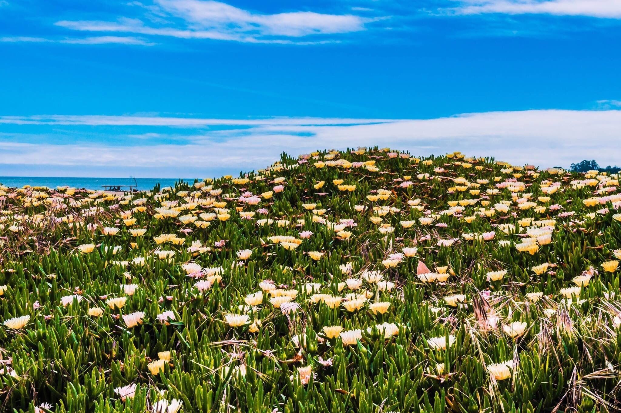 No one words can describe the many different colors splashed all around in Seabright Beach California 