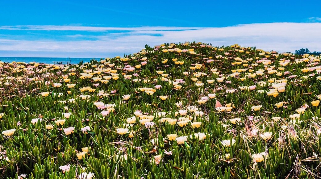 No one words can describe the many different colors splashed all around in Seabright Beach California