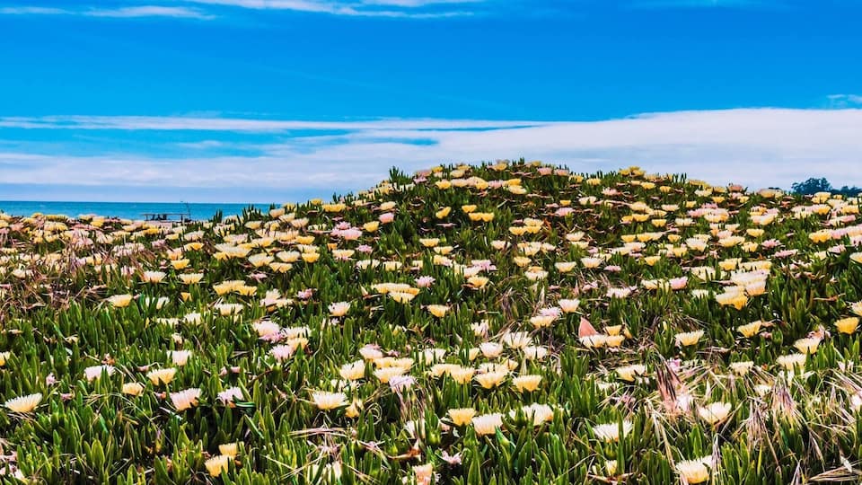 No one words can describe the many different colors splashed all around in Seabright Beach California