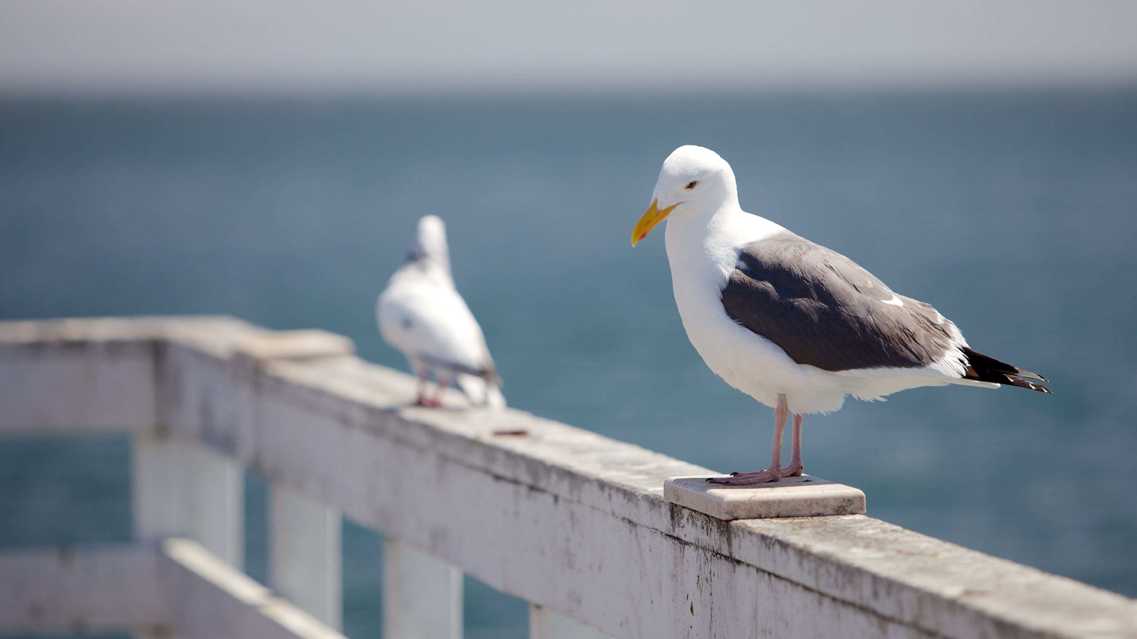 Santa Cruz mettant en vedette vie des oiseaux