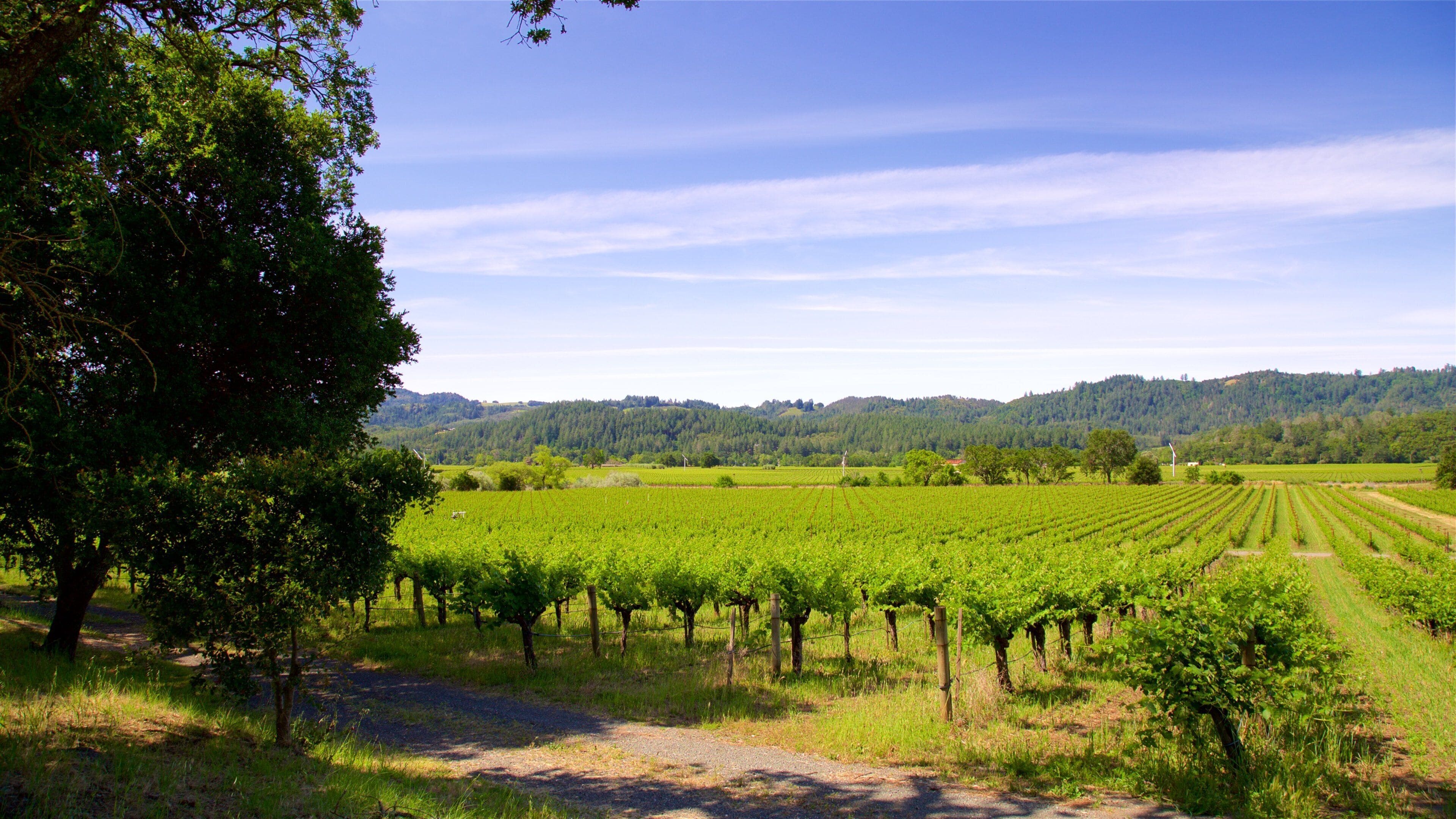 A vineyard with rows of grapevines under a clear sky.