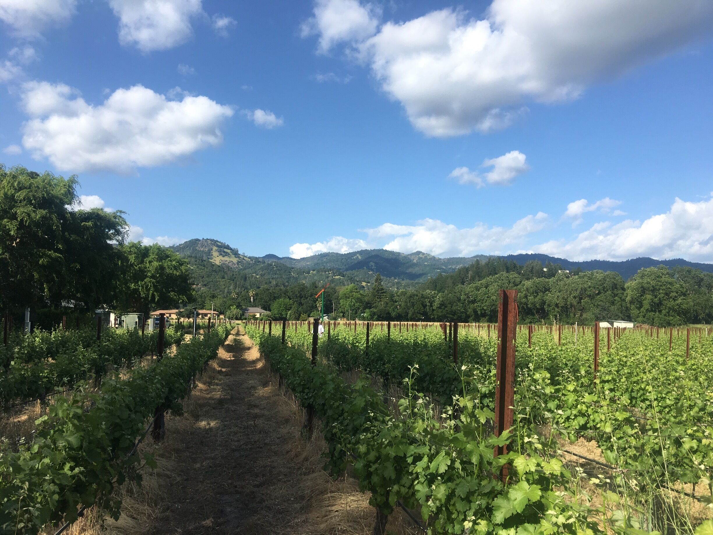 A vineyard path leading through rows of grapevines with a mountain range in the background.