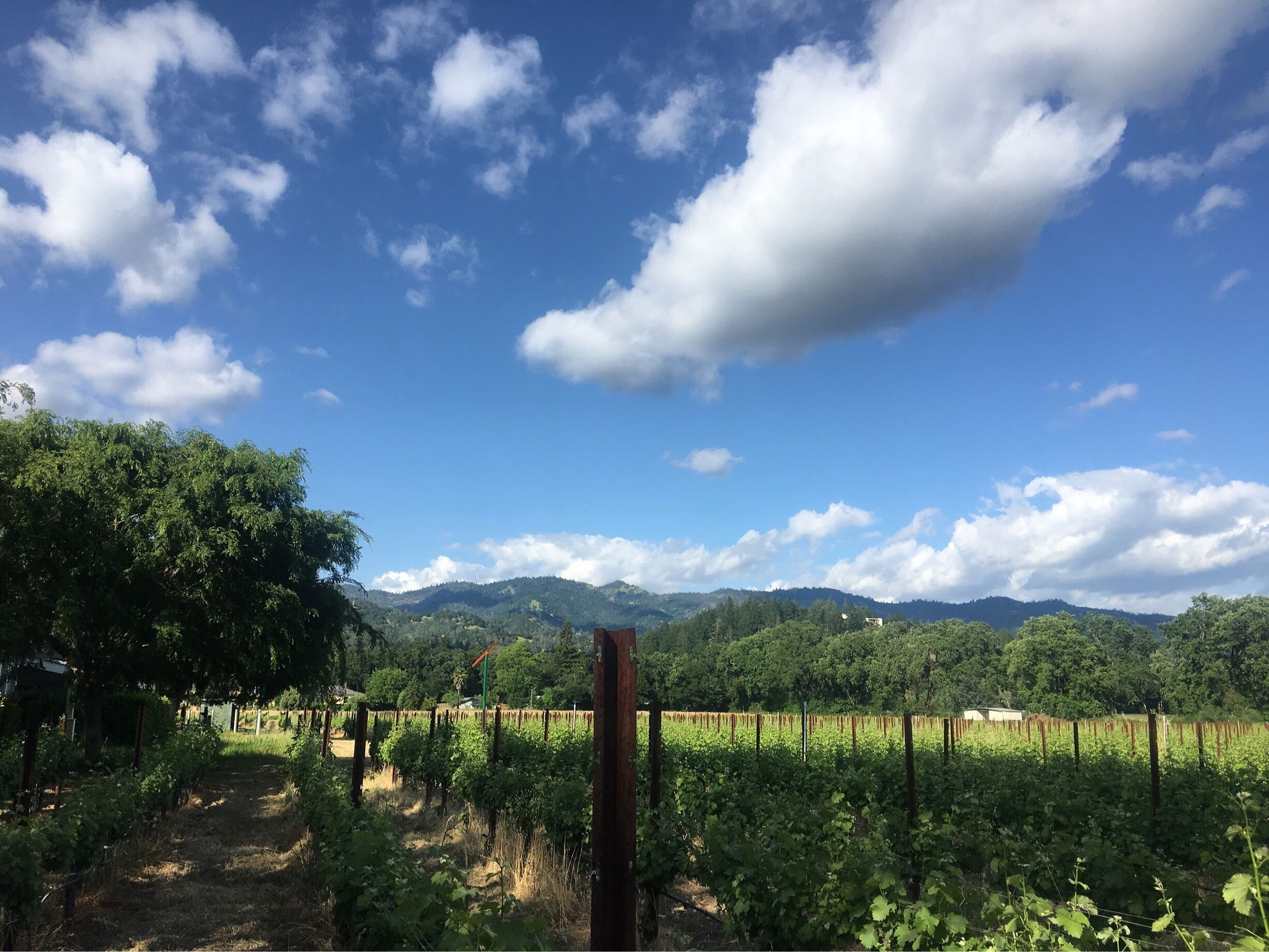 A vineyard with rows of grapevines, a path, and a mountain range in the background.