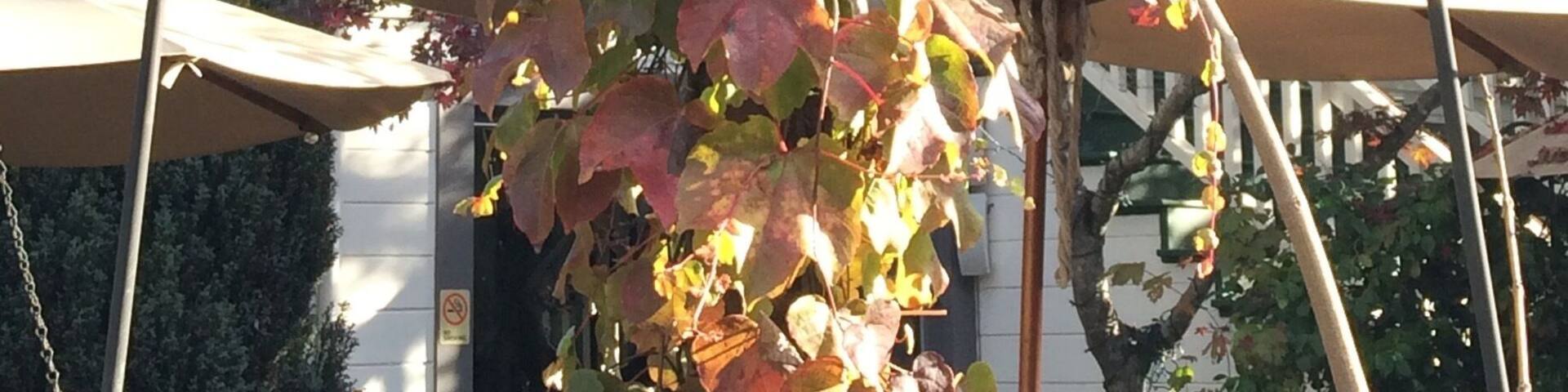 Calistoga... One of the dearest towns I have ever visited. I could just imagine the generations of families that passed through this charming place, with the locals smiling at their joy.
#napavalley #california #calistoga #neon #retro