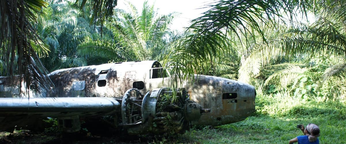 A rusted airplane wreckage surrounded by lush greenery and palm trees.