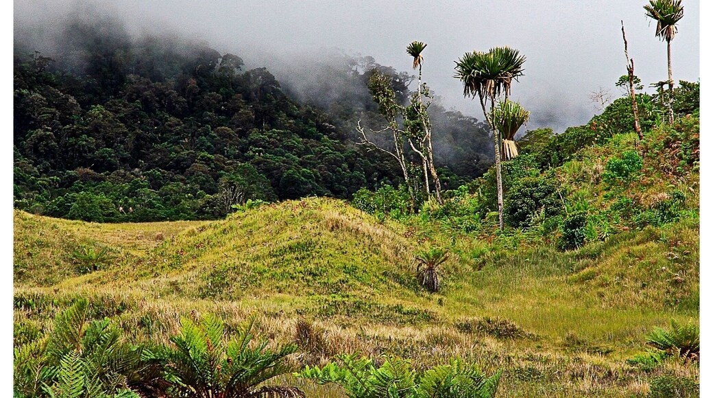 A great place to base yourself if interested in catching a glimpse of the Bird of Paradise