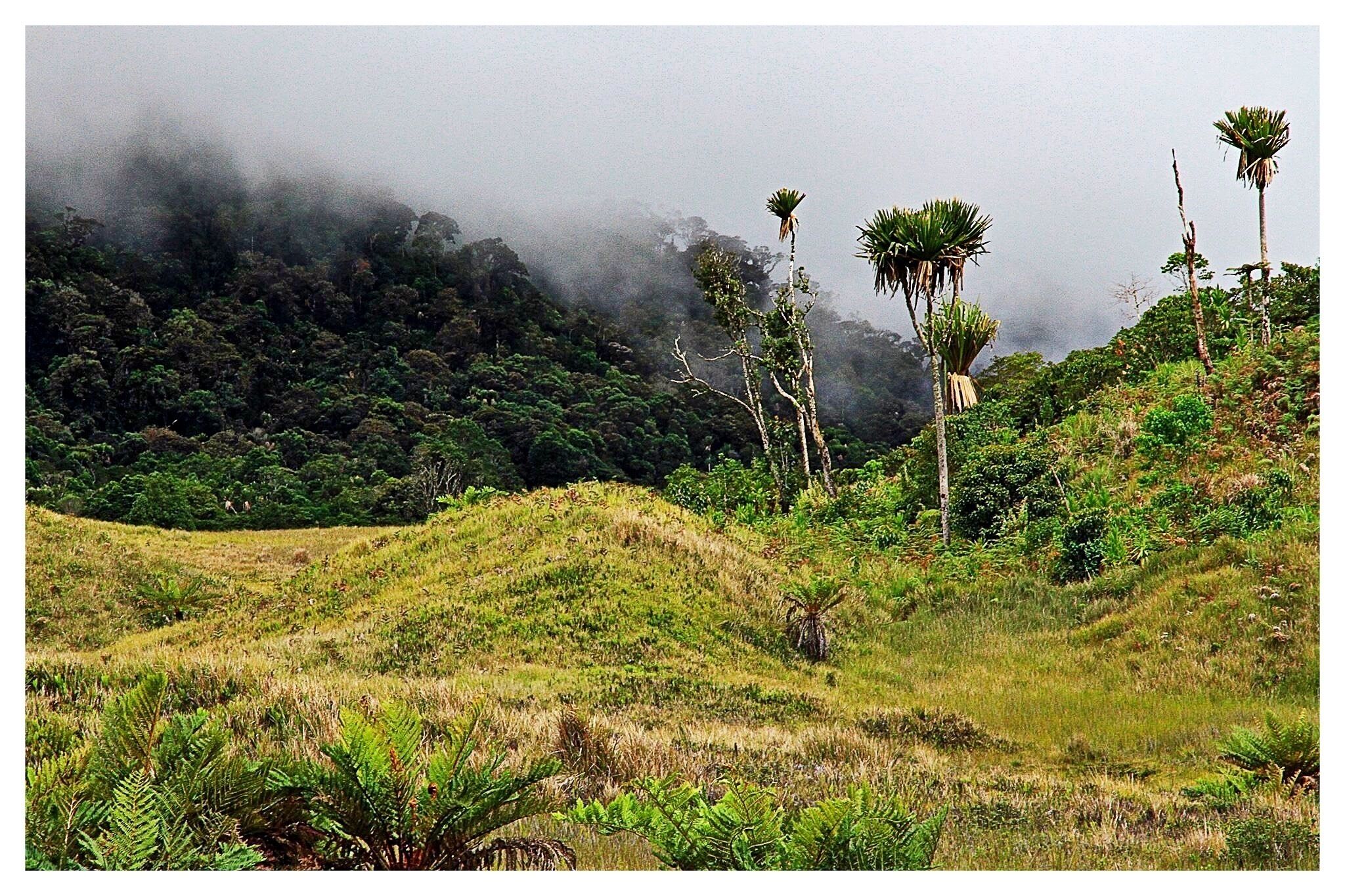 A lush green landscape with palm trees and dense forest in the background.