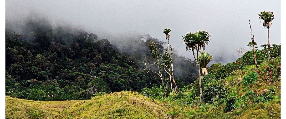 A lush green landscape with palm trees and dense forest in the background.