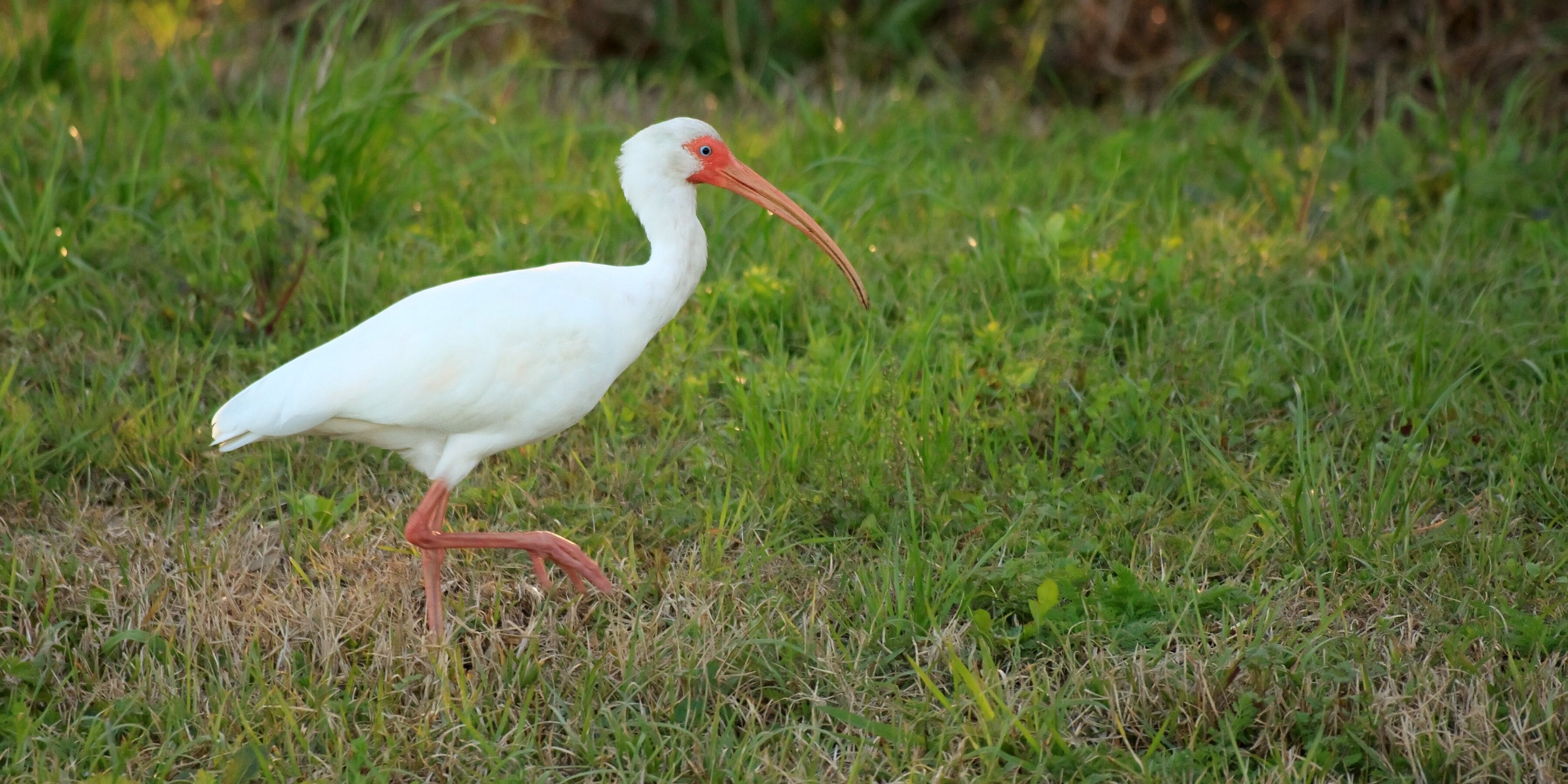 White ibis in the grass at Tyrrell Park in Beaumont, Texas