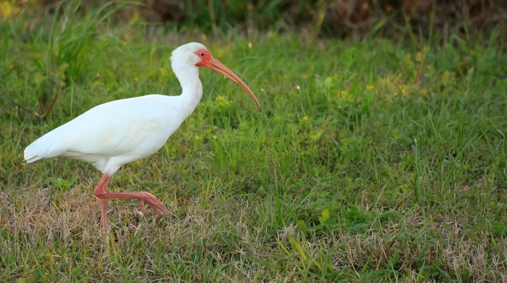 White ibis in the grass at Tyrrell Park in Beaumont, Texas