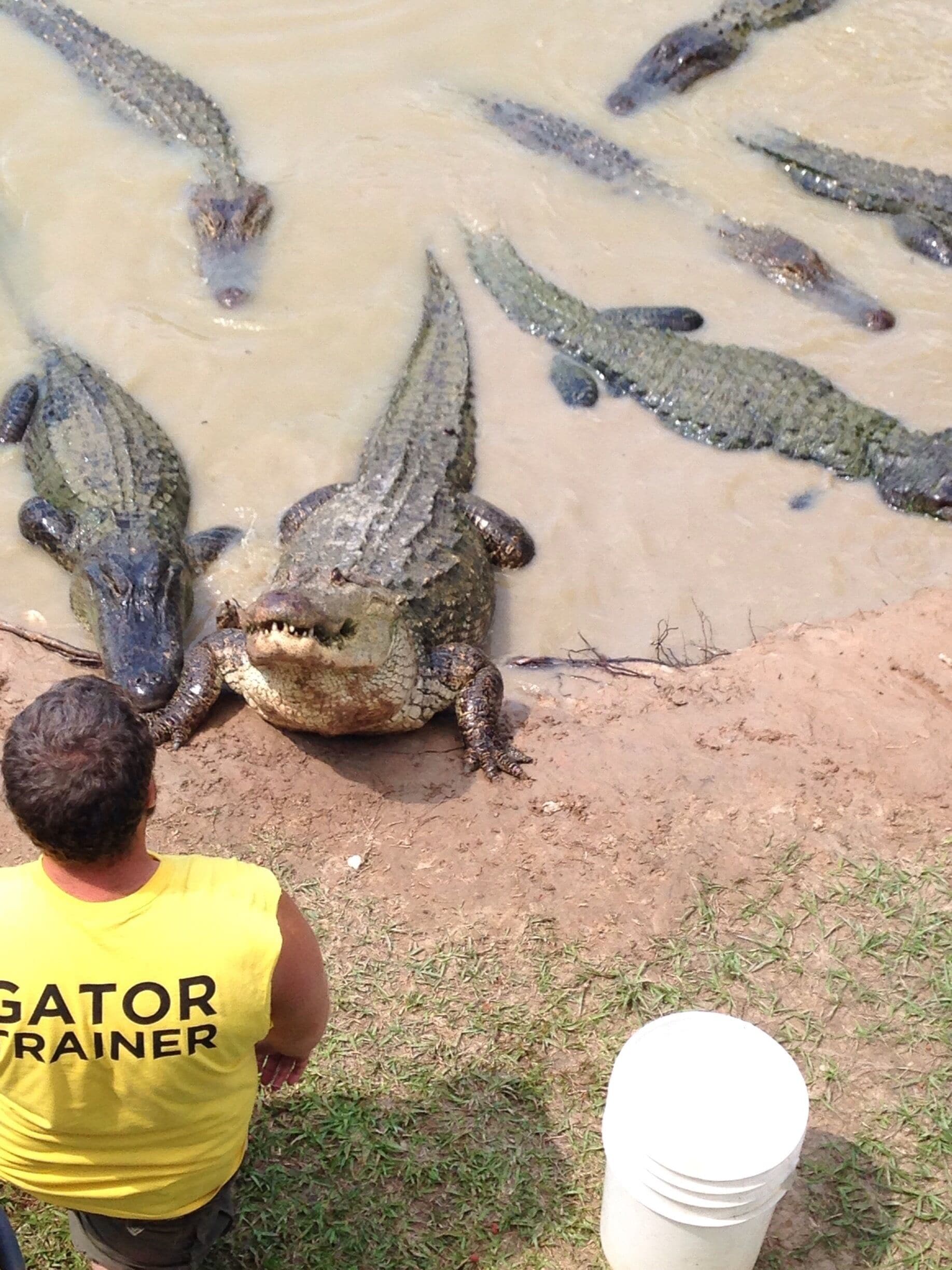 Feeding time at Gator Country! Such a fun place! #gator911