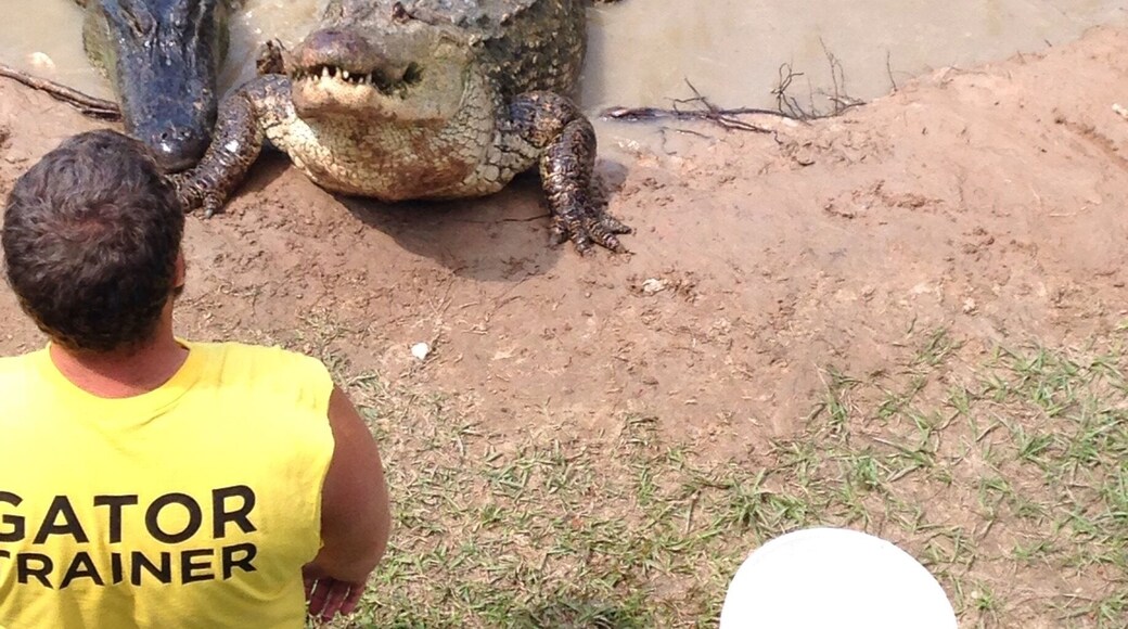 Feeding time at Gator Country! Such a fun place! #gator911