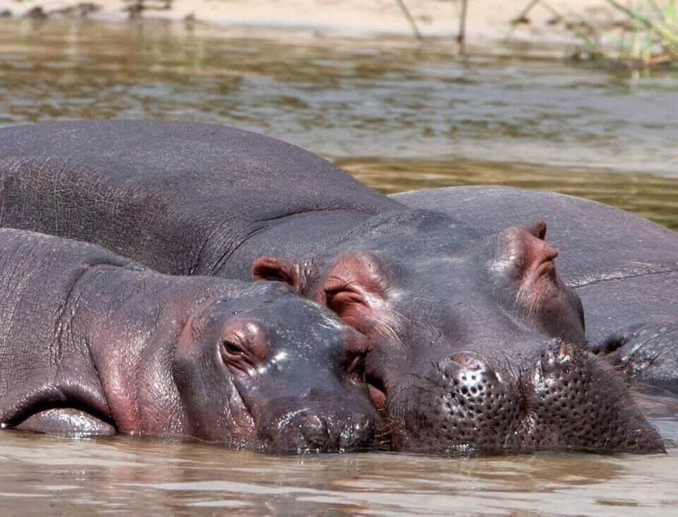 So cute!! Mum and baby hypo 