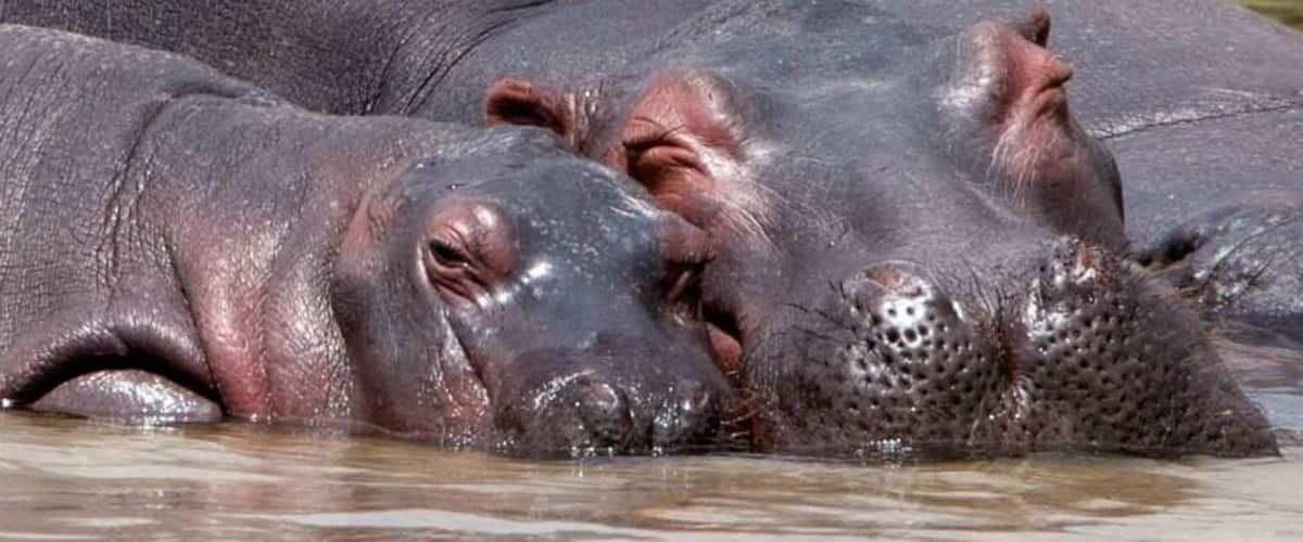 So cute!! Mum and baby hypo