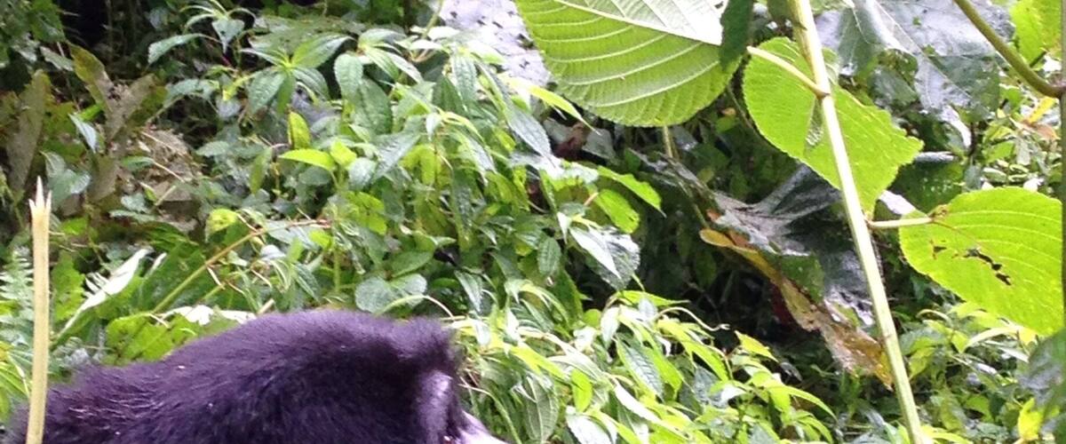 Who said gorillas don't think? :)