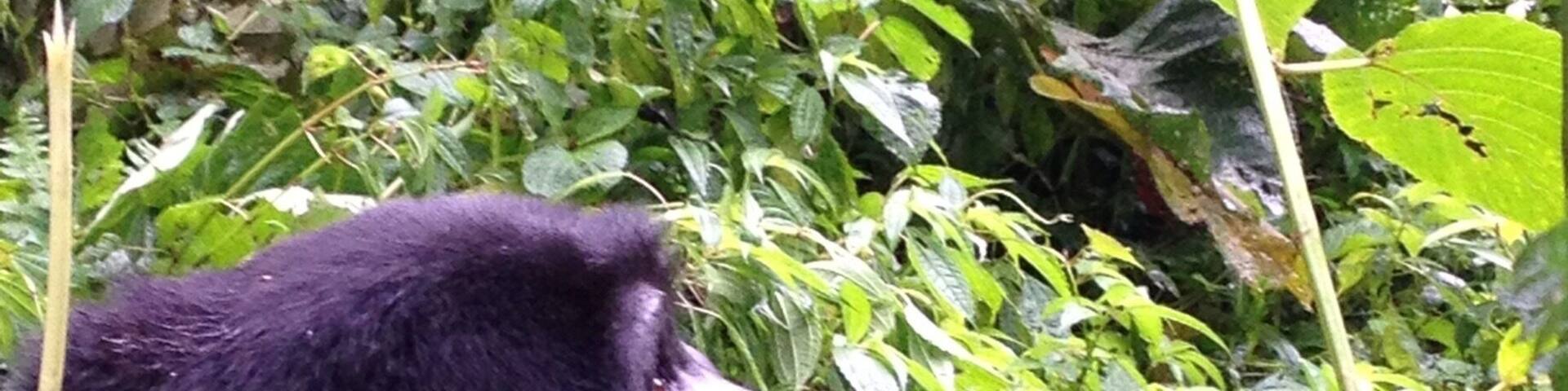 Who said gorillas don't think? :)