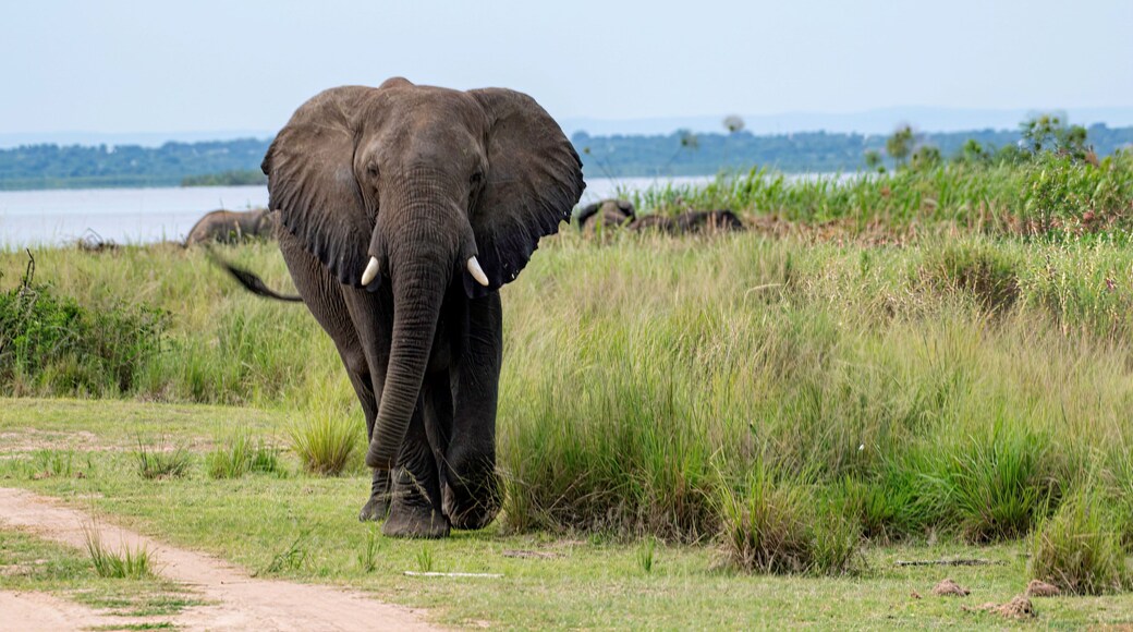 African Elephant in bushland at Murchison falls National park in Uganda along the white nile river