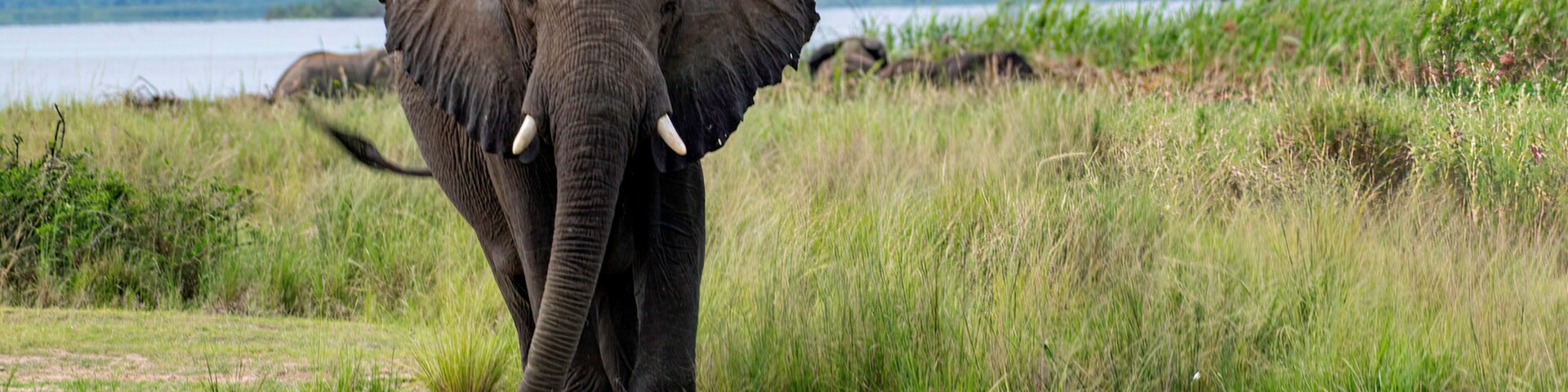 African Elephant in bushland at Murchison falls National park in Uganda along the white nile river