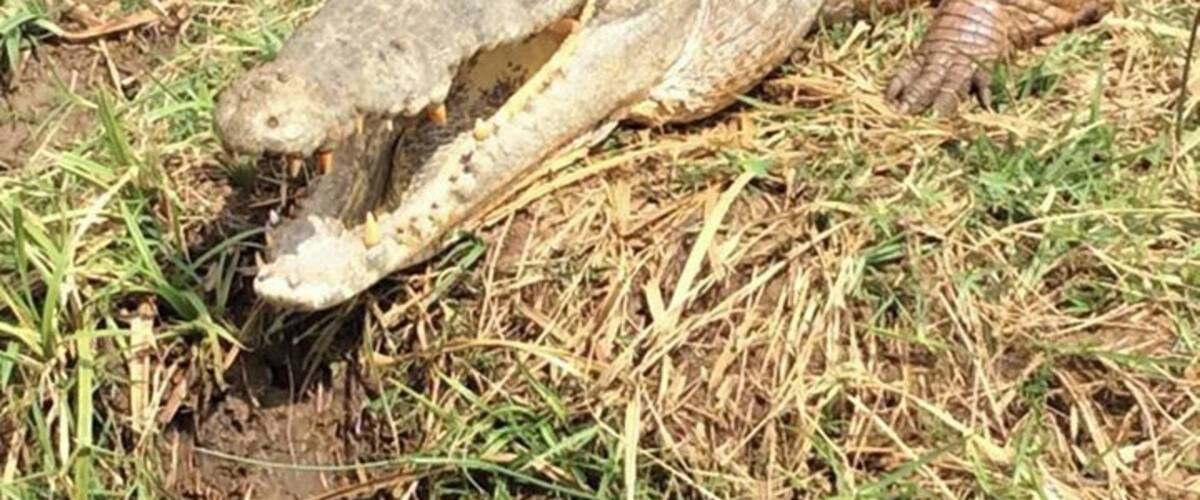 Damn close this croc.... however still friendly....