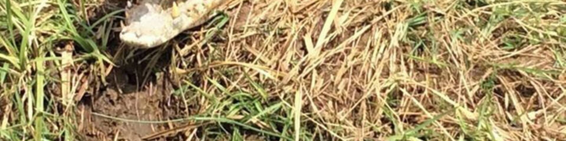 Damn close this croc.... however still friendly....