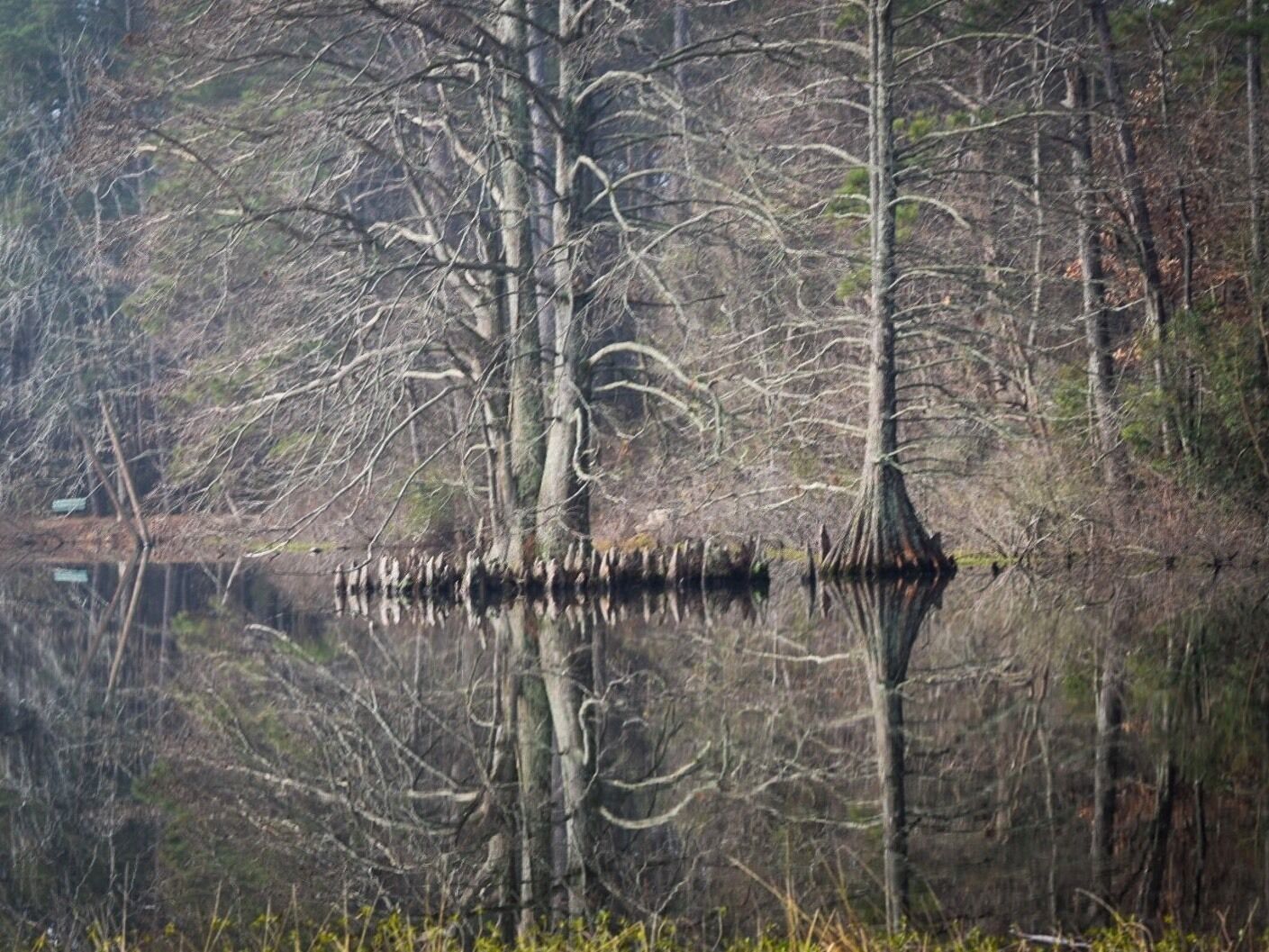 Lake Lukas. The water was like a mirror reflecting the growth of the #Cypress Trees