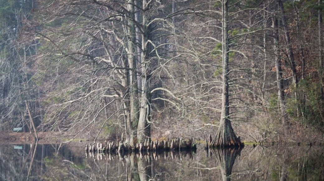 Lake Lukas. The water was like a mirror reflecting the growth of the #Cypress Trees
