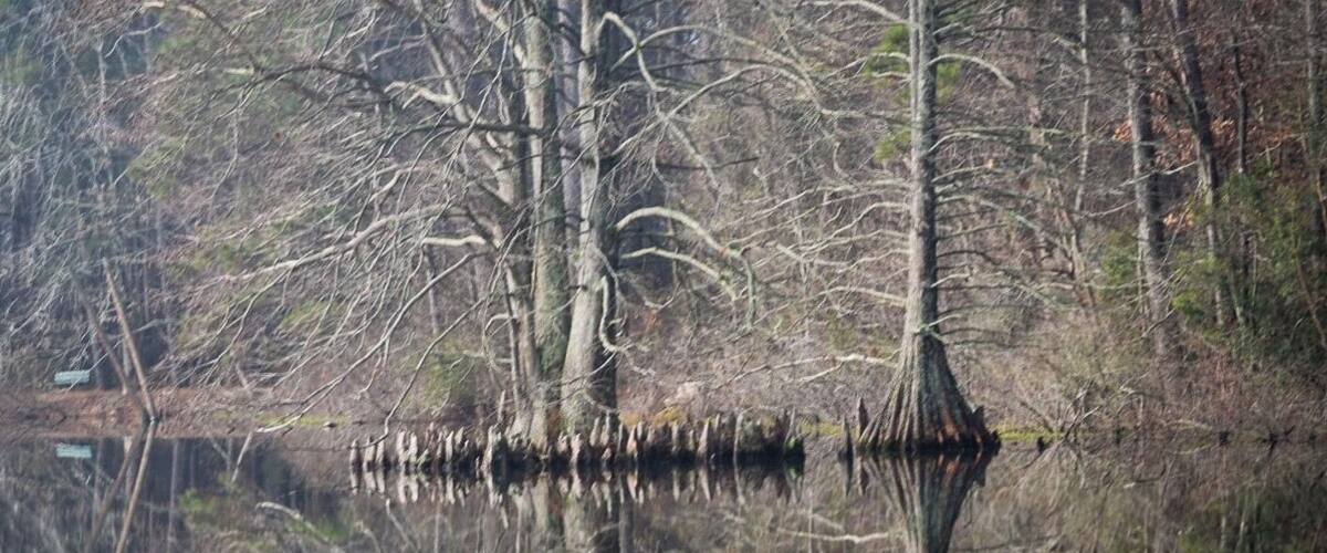 Lake Lukas. The water was like a mirror reflecting the growth of the #Cypress Trees