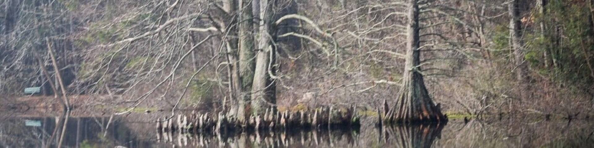 Lake Lukas. The water was like a mirror reflecting the growth of the #Cypress Trees