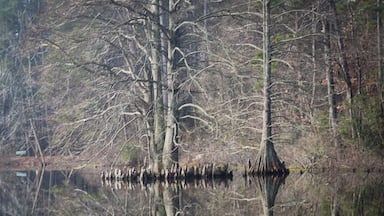 A calm lake with bare trees reflecting on the water's surface.