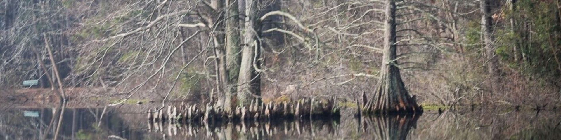 Lake Lukas. The water was like a mirror reflecting the growth of the #Cypress Trees