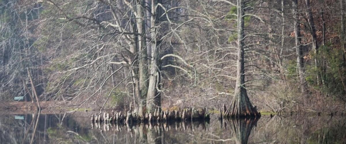 Lake Lukas. The water was like a mirror reflecting the growth of the #Cypress Trees