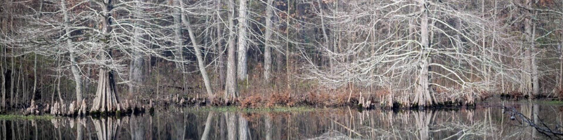 A scenic pond with beautiful Cypress trees.