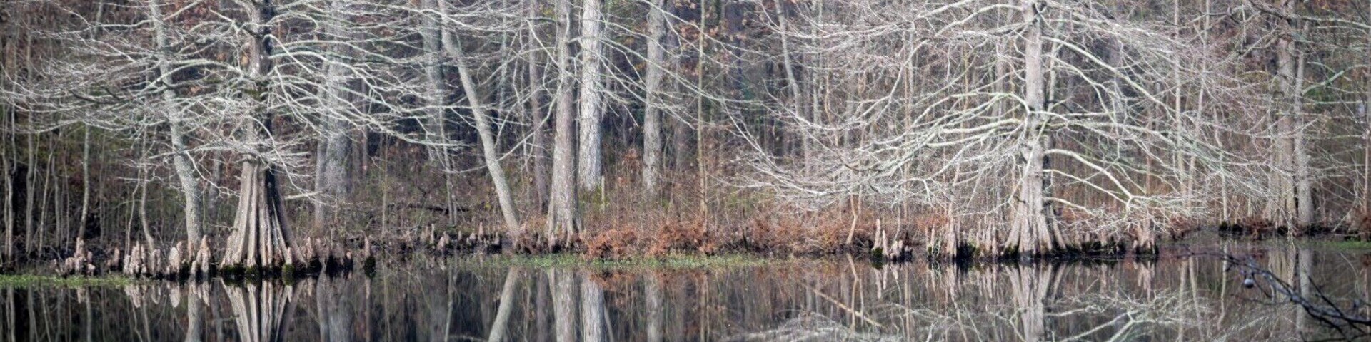 A scenic pond with beautiful Cypress trees.