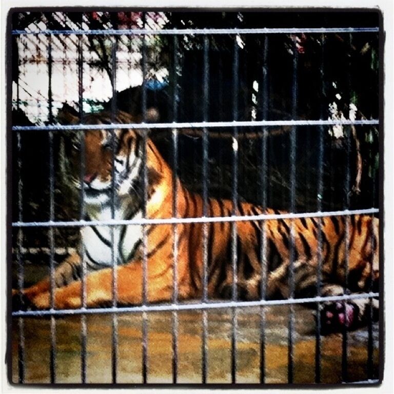 Small zoo in Crossett AR.  Surprising and sad. The animals need more space. If anyone knows any organizations I can contact about the poor conditions please let me know. 