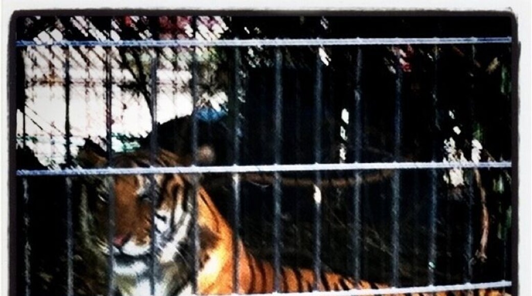 Small zoo in Crossett AR. Surprising and sad. The animals need more space. If anyone knows any organizations I can contact about the poor conditions please let me know.