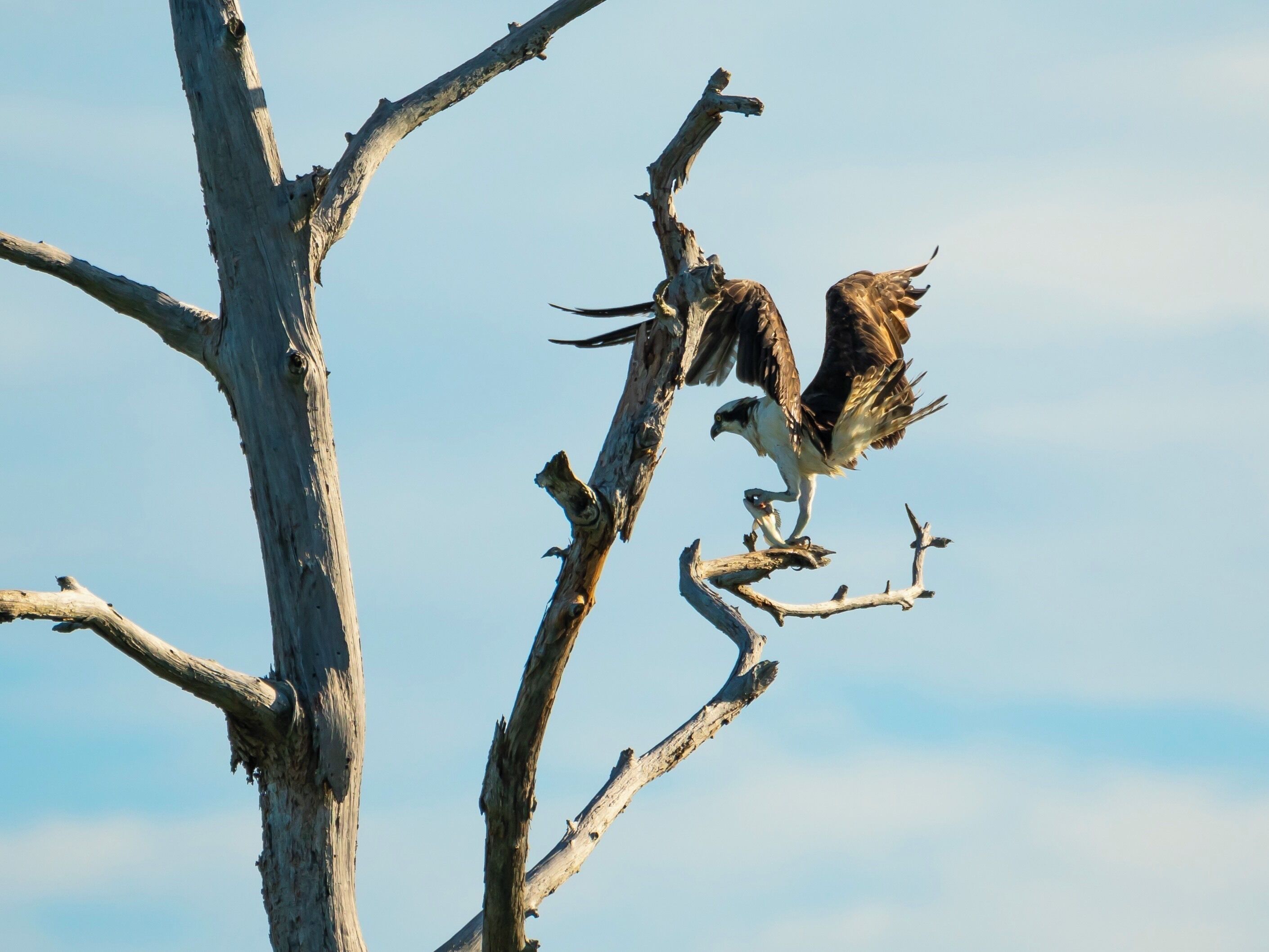 I had a really hard time sneaking up on these guys. I spent 5 hours running through the dunes. It was a blast