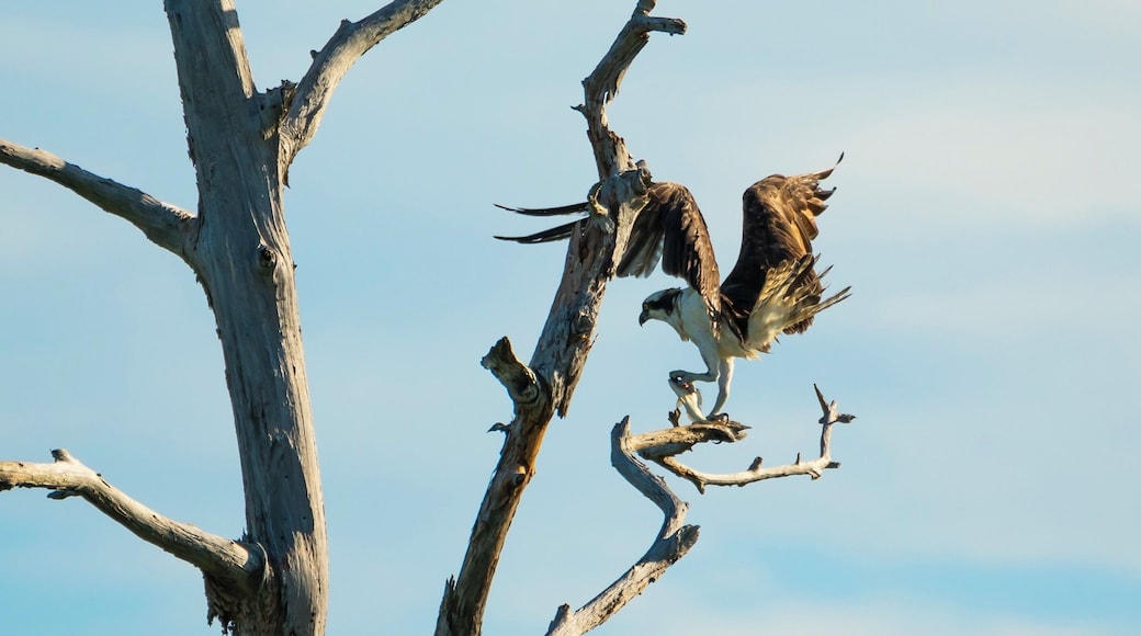 I had a really hard time sneaking up on these guys. I spent 5 hours running through the dunes. It was a blast