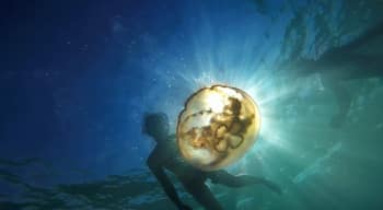 Snorkeling with jellyfish in the crystal clear water behind the best hotel on Pensacola Beach! #blue