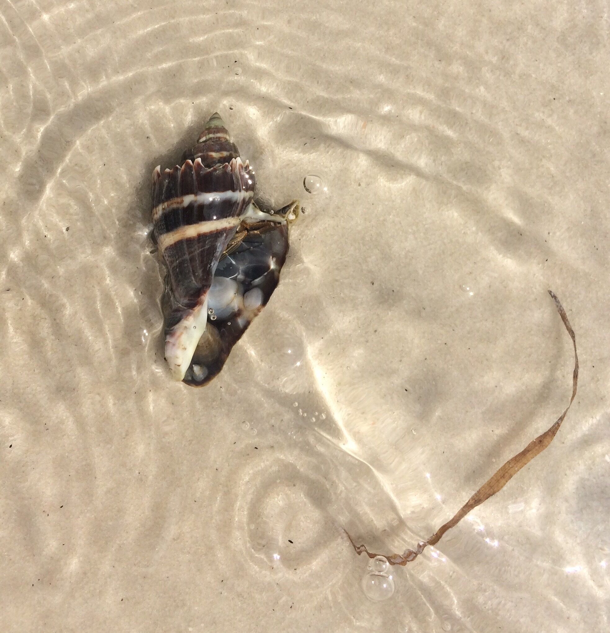 This was on the bay side.  So many shells with hermit crabs.  The walk out to the point was so worth it! #waterlust #beachbound