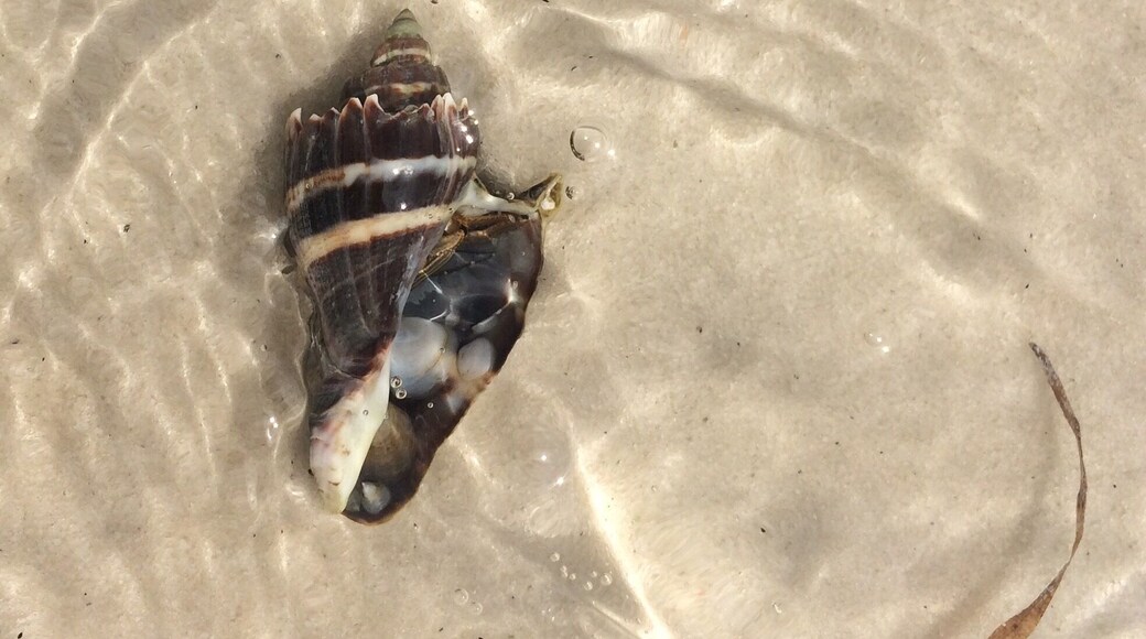 This was on the bay side. So many shells with hermit crabs. The walk out to the point was so worth it! #waterlust #beachbound