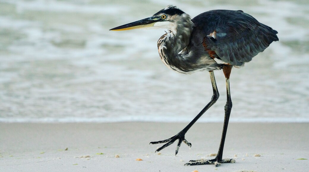Morning at Fort Pickens