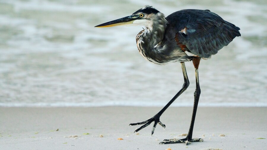 Morning at Fort Pickens