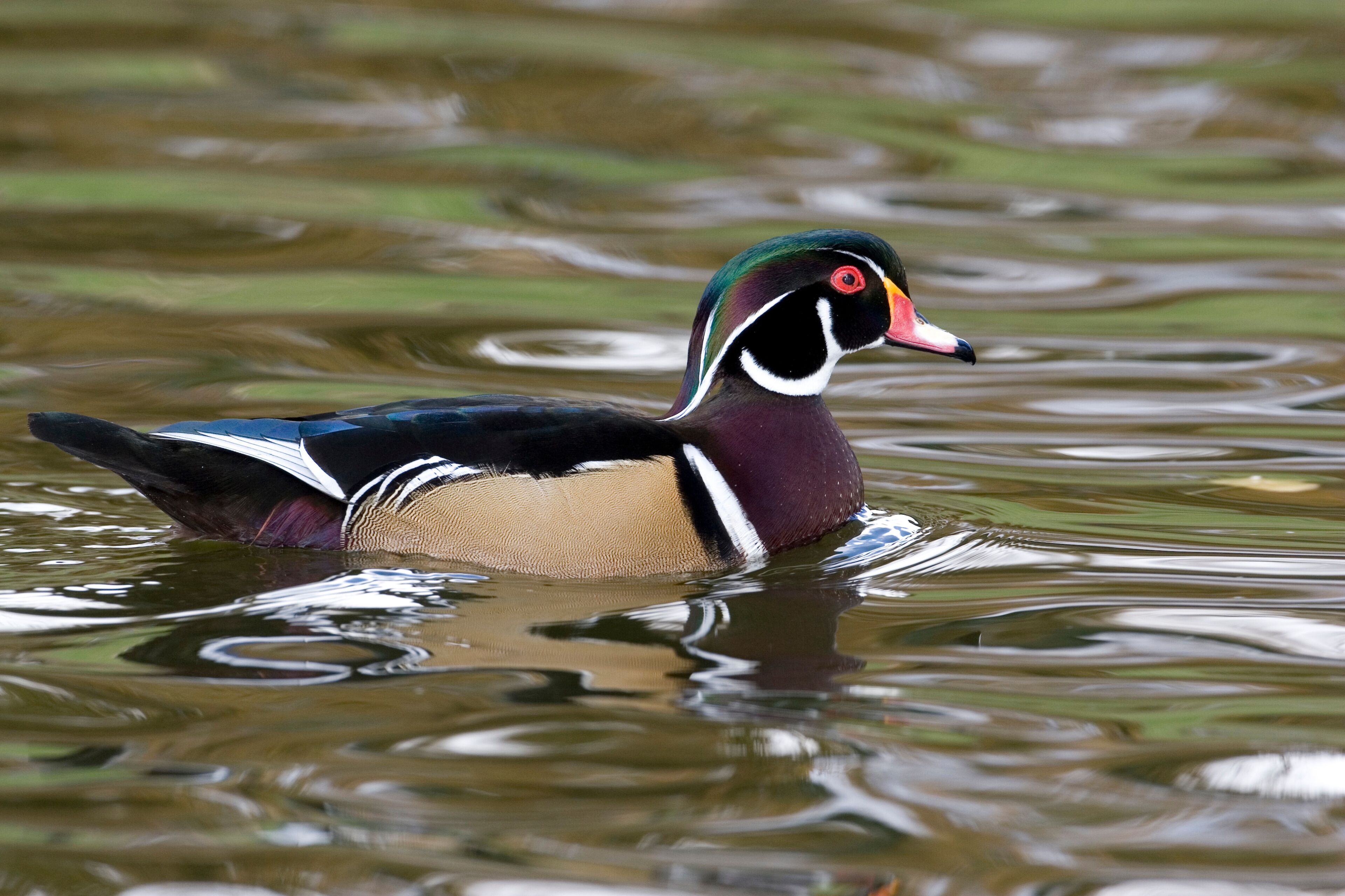 USA - California - San Diego County - male Wood Duck swimming at Santee Lakes