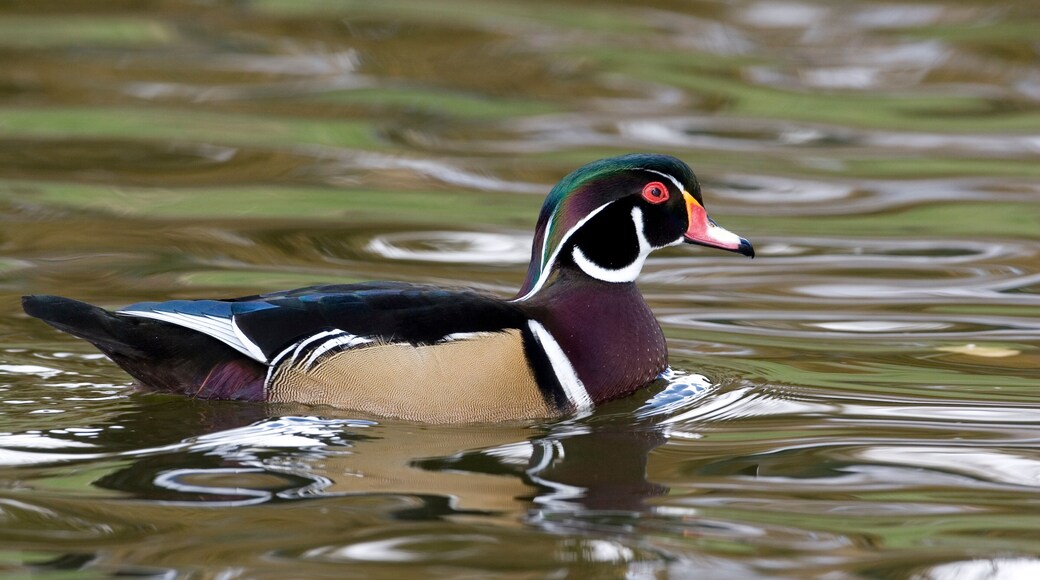 USA - California - San Diego County - male Wood Duck swimming at Santee Lakes